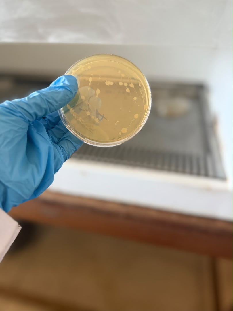 A gloved hand holding up a culture plate showing pale yellow microbial colonies growing on agar