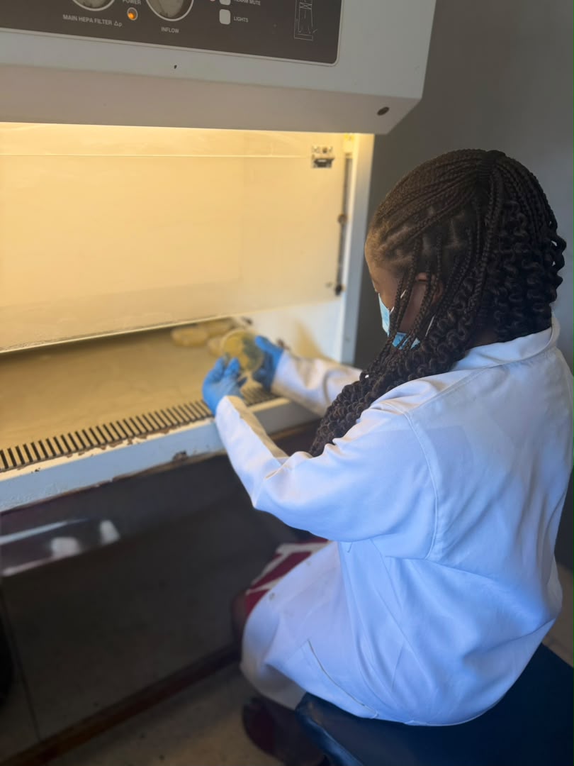 A scientist in a lab coat and gloves inspecting a culture plate inside a biosafety cabinet